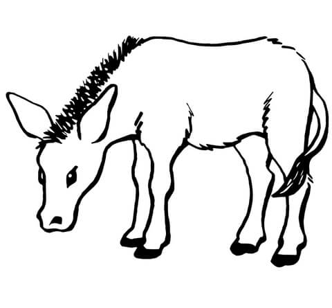 Little Donkey Coloring Page